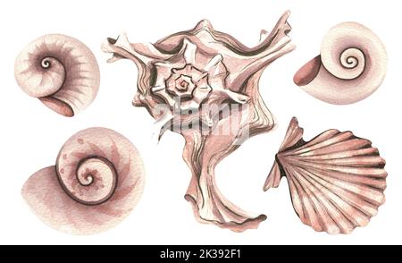 Muscheln sind anders. Aquarelldarstellung. Isolierte Objekte aus einer großen Menge KOKOSNUSS. Für Dekoration und Design, Kompositionen vom Strand Stockfoto
