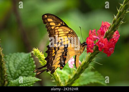 Riesiger Schwalbenschwanz-Schmetterling auf einer roten Blume Stockfoto