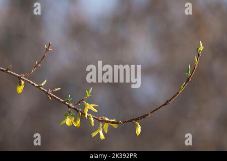 Blumen und Knospen im Frühling Sonnenschein auf einem einzigen Zweig von Forsythia Stockfoto