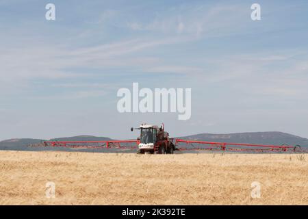 Ein selbstfahrender Bateman Crop Sprayer, der in einem Gerstenfeld mit erweitertem Sprühboom eingesetzt wird Stockfoto