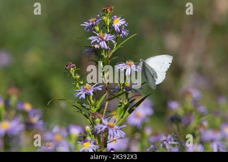 Ein kleiner weißer Schmetterling (Pieris rapae), der im Spätsommer/Frühherbst von Michaelmas-Gänseblümchen (Symphyotrichum Novi-Belgii) ernährt wird Stockfoto