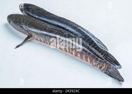 Telo Taki oder Spotted Snakehead, Channa punctata oder Spotted Snakehead, die in Tausenden von Flüssen und Teichen gefunden Stockfoto