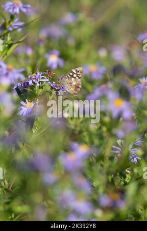 Michaelmas Gänseblümchen (Symphyotrichum Novi-Belgii) im Herbst mit einem gesprenkelten Holzblätterchen (Pararge Aegeria), der sich von den Blumen in Sonnenschein ernährt Stockfoto