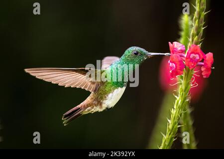 Verschneite bauchige Kolibri im Flug, die Nektar auf einer roten Blume füttert Stockfoto