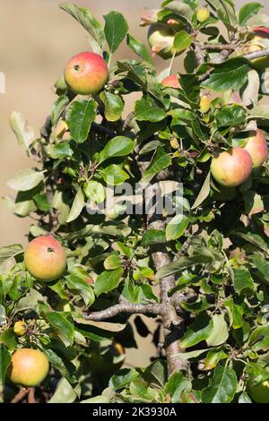 Ein Zweig eines Apfelbaums (Malus Domestica) mit mehreren roten reifen Äpfeln bereit zur Ernte Stockfoto