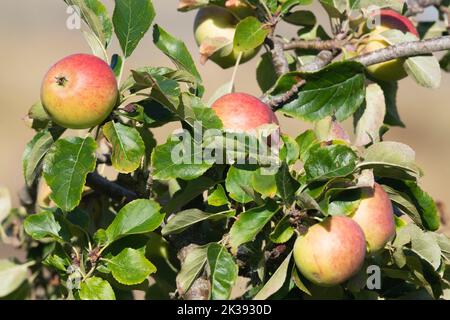 Mehrere rote reife Äpfel auf einem Apfelbaum (Malus Domestica) bereit zur Ernte Stockfoto