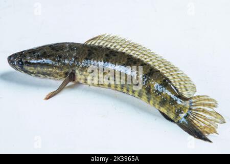 Telo Taki oder Spotted Snakehead, Channa punctata oder Spotted Snakehead, die in Tausenden von Flüssen und Teichen gefunden Stockfoto