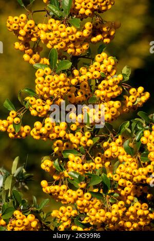 Pyramicantha, Pyramicantha coccinea 'Orange Glow', Strauch, Zweig, Früchte, Beeren, Pyracantha 'Orange Glow', Herbst, Firethorn Stockfoto