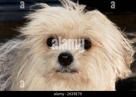 Ungepfter und ungepfter maltesischer Bichom-Hund, der in die Kamera starrt Stockfoto