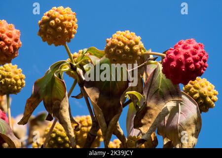 Essbar, Beeren, Cornus, Früchte, Cornus kousa 'Weisse Fontaine', Chinesischer Hundsholz, reife essbare Früchte Cornus kousa Fruit Stockfoto