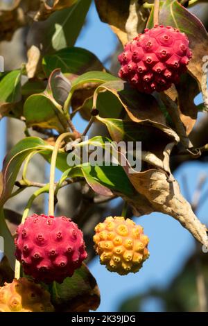 Essbare Früchte reif auf Zweig Chinesischer Dogwood, Cornus kousa chinensis Dogwood Beeren Cornus kousa 'Weisse Fontaine' Stockfoto