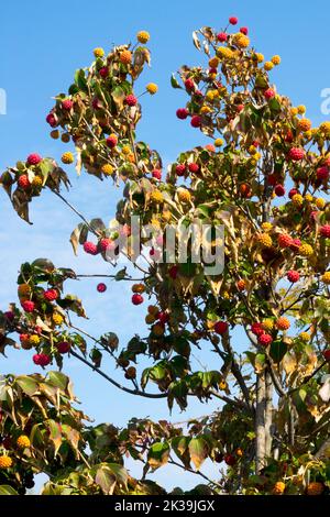 Chinesischer Dogwood, Cornus kousa Tree, Cornus kousa chinensis Dogwood Früchte auf Baum Cornus kousa 'Weisse Fontaine' Stockfoto