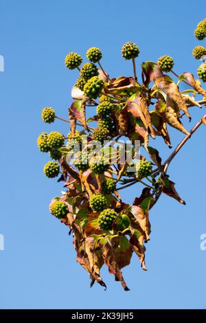 Cornus kousa 'Milchstraße', Früchte, Strauch, unreife Früchte am Zweig, Spätsommer, chinesischer Dogwood, Beeren Stockfoto