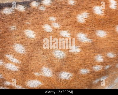 Oberfläche des gefleckten Hirschfells, Nahaufnahme. Gesprenkeltes Rentierpelz. Rötlich gefärbtes Chital-Haarkleid mit weißen Flecken Stockfoto