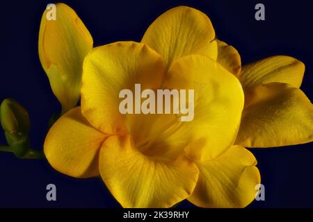 Nahaufnahme der Narzissen-Blumen (Narcissus) vor dem späten Abendhimmel Stockfoto
