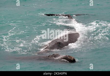 Südliche Rechtswale entlang der Küste Südaustraliens. Stockfoto