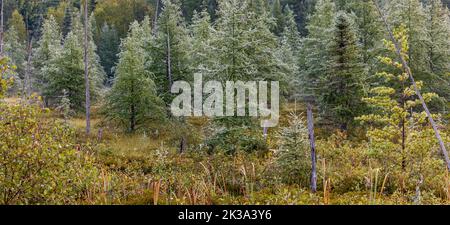 Tamarack-Sumpf im Chequamegon-Nicolet National Forest. Stockfoto