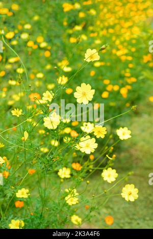 Cosmos sulfureus oder Schwefel Kosmos Blumen wachsen in Vietnam Nahaufnahme Stockfoto
