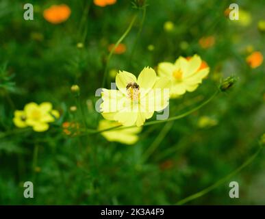 Bienen bestäuben Cosmos sulfureus oder Schwefel Kosmos Blumen wachsen in Vietnam Nahaufnahme Stockfoto