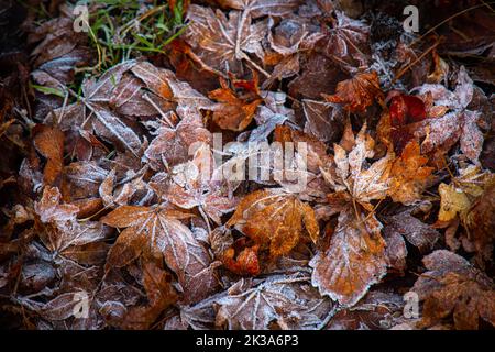 Konzeptuelles Bild von mattierten abgefallenen Blättern auf dem Boden in Mt. Hiei (Hieizan), Shiga, Japan in der frühen Wintersaison. Halloween, Weihnachten, Winterfest Stockfoto