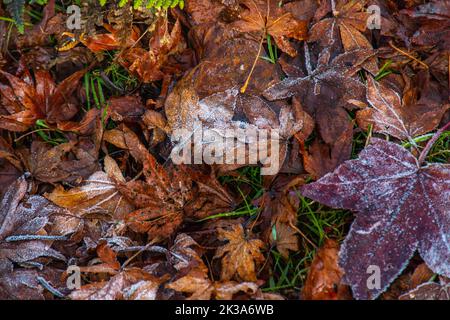 Konzeptuelles Bild von mattierten abgefallenen Blättern auf dem Boden in Mt. Hiei (Hieizan), Shiga, Japan in der frühen Wintersaison. Halloween, Weihnachten, Winterfest Stockfoto