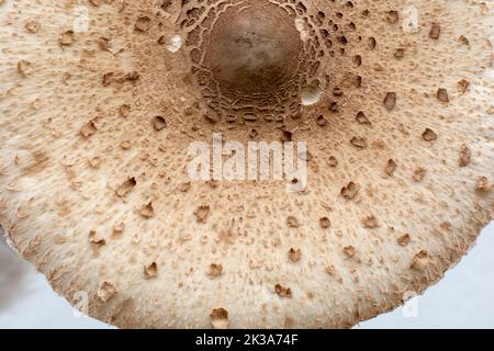 Kappe des Sonnenpilzes (Macrolepiota procera) . Nahaufnahme. Details. Stockfoto