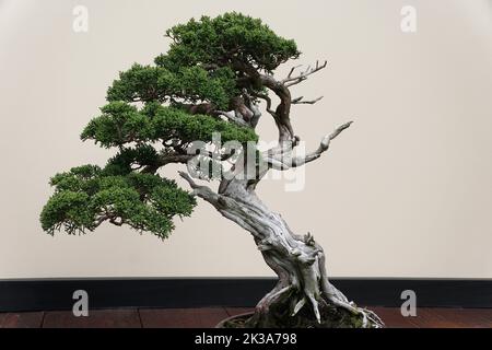 Ein schöner und ausgebildeter Bonsai-Baum aus Sargent Wacholder mit grünen Blättern Stockfoto