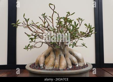 Ein schöner und ausgebildeter Bonsai-Baum der Wüstenrose mit dicker Rinde und grünen Blättern Stockfoto