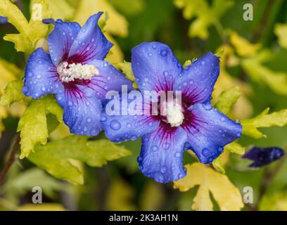 „Oiseau Bleu, Blue Bird“-Rose von Sharon, Frilandshibiskus (Hibiscus syriacus) Stockfoto