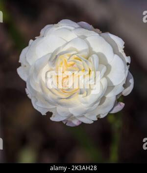 „Snow“ Patio Rose, Terassros (Rosa) Stockfoto