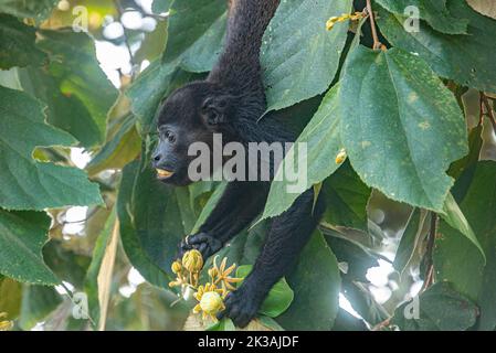 Monkey, Isla Chiquita, Costa Rica Stockfoto