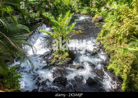 Genießen Sie einen heißen Fluss in Tabacon Hot Springs, La Fortuna, Costa Rica Stockfoto