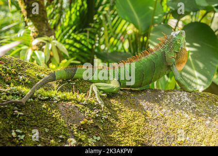 Grüner Leguan, Arenal Nationalpark, La Fortuna, Costa Rica Stockfoto