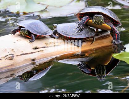 Painted Turtles (Chrysemys picta marginata) mit ihrer Spiegelung im Wasser, Montreal, Kanada Stockfoto