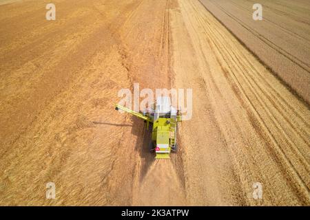 Erntezeit, Luftaufnahme der Ernte Mähdrescher arbeiten auf landwirtschaftlichen Feldern Stockfoto