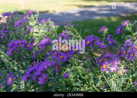 Nahaufnahme eines Monarchen-Schmetterlings, der sich in einem sonnigen Garten von violetten Astern ernährt Stockfoto