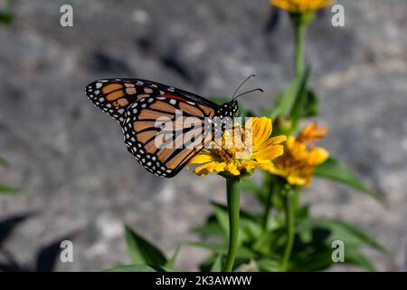 Nahaufnahme eines Monarchschmetterlings, der sich in einem sonnigen Garten auf einer gelben Ringelblume oder Zinnia-Blume ernährt, mit defokussigem Hintergrund Stockfoto