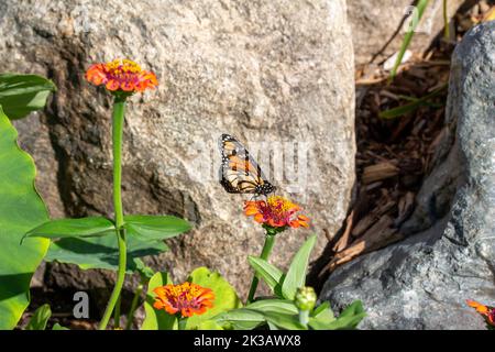 Nahaufnahme eines Monarchschmetterlings, der sich in einem sonnigen Garten auf einer gelben Ringelblume oder Zinnia-Blume ernährt, mit defokussigem Hintergrund Stockfoto