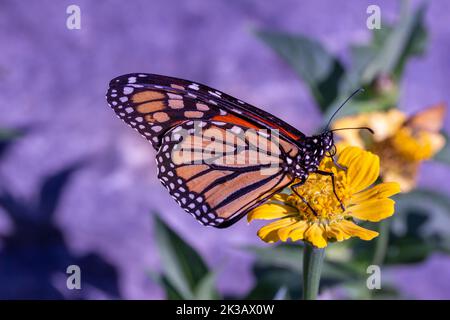 Nahaufnahme eines Monarchschmetterlings, der sich in einem sonnigen Garten auf einer gelben Ringelblume oder Zinnia-Blume ernährt, mit defokussigem Hintergrund Stockfoto