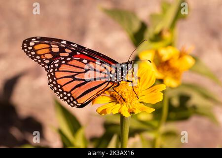 Nahaufnahme eines Monarchschmetterlings, der sich in einem sonnigen Garten auf einer gelben Ringelblume oder Zinnia-Blume ernährt, mit defokussigem Hintergrund Stockfoto