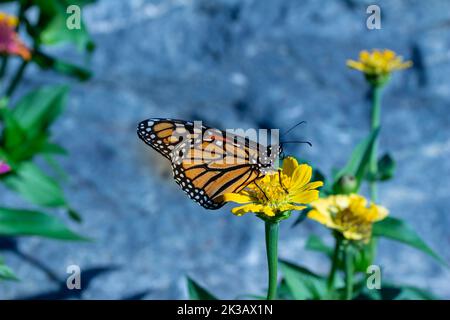 Nahaufnahme eines Monarchschmetterlings, der sich in einem sonnigen Garten auf einer gelben Ringelblume oder Zinnia-Blume ernährt, mit defokussigem Hintergrund Stockfoto