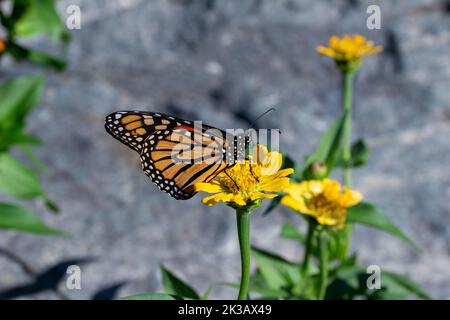 Nahaufnahme eines Monarchschmetterlings, der sich in einem sonnigen Garten auf einer gelben Ringelblume oder Zinnia-Blume ernährt, mit defokussigem Hintergrund Stockfoto