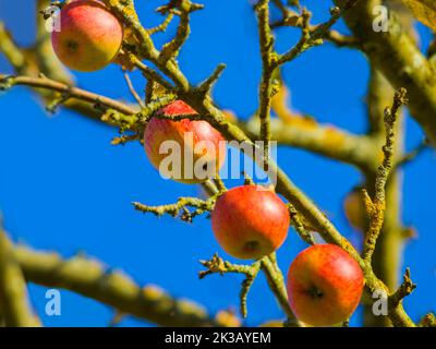 Knackig und saftig. Ein roter Apfel, der an einem Ast hängt. Stockfoto
