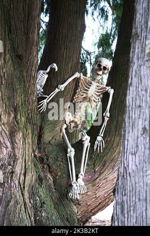 Skelette hängen im Baum Stockfoto
