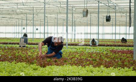 afroamerikanischer Bio-Landwirt, der verschiedene Arten von Salat anbaut, kontrolliert Pflanzen vor der Ernte mit Qualitätskontrollen. Verschiedene Arbeiter in hydroponischer Umgebung sammeln Gemüsepflanzen. Stockfoto