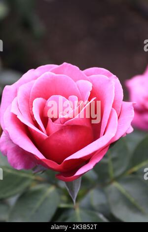 Ein genauerer Blick auf eine rosa Rose in einem lokalen Garten Stockfoto