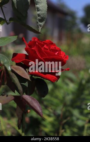 Roter Rosenfaden überraschte in einem lokalen Garten Stockfoto
