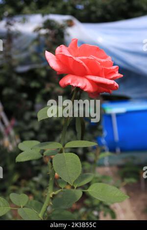 Faden einer rosa Rose in einem lokalen Garten Stockfoto