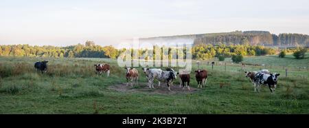Kühe in der frühmorgendlichen Landschaft zwischen sankt Vith und vielsalm in den belgischen ardennen Stockfoto