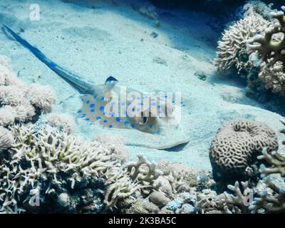 Blau gefleckter Stachelrochen, der auf dem Meeresboden lag, während er im Urlaub in ägypten tauchte Stockfoto